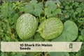 10 Shark Fin Melon Seeds, Cucurbita ficifolia, Exotic Vining Gourd, Edible and Ornamental Plant