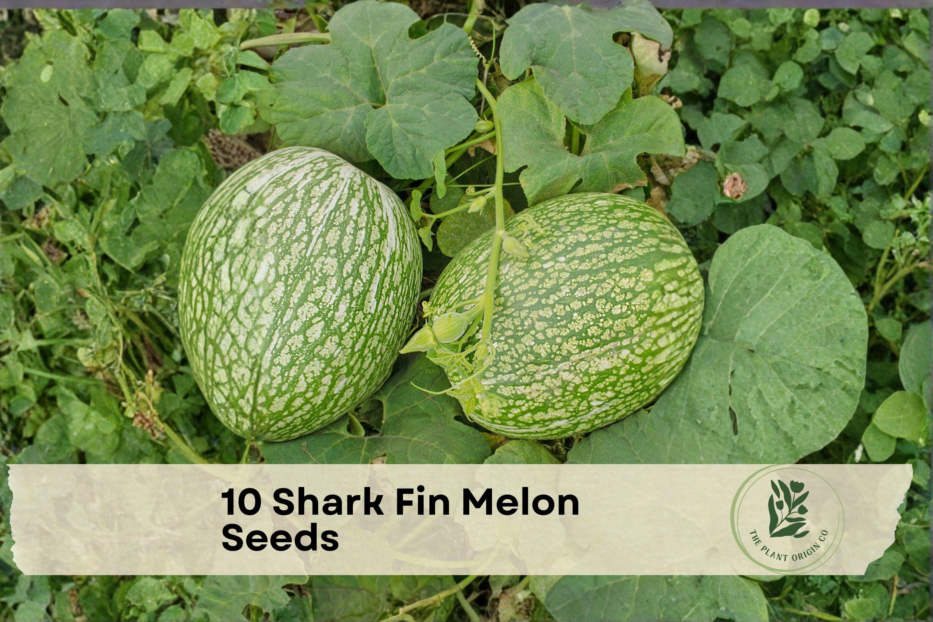10 Shark Fin Melon Seeds, Cucurbita ficifolia, Exotic Vining Gourd, Edible and Ornamental Plant