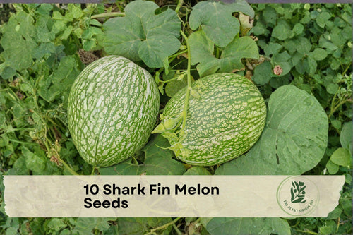 10 Shark Fin Melon Seeds, Cucurbita ficifolia, Exotic Vining Gourd, Edible and Ornamental Plant