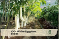 White Eggplant Seeds – 100+ Solanum melongena, Exotic White Fruit, Easy to Grow for Home Gardens & Containers