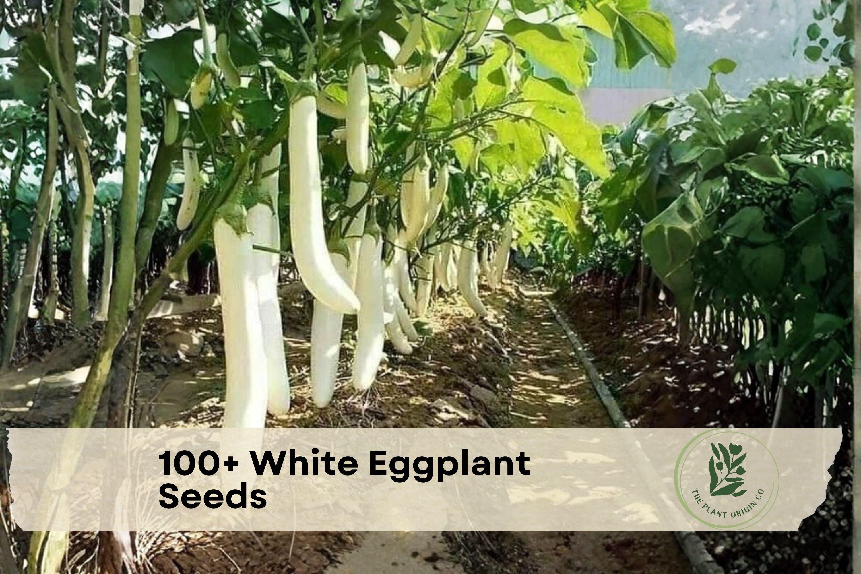 White Eggplant Seeds – 100+ Solanum melongena, Exotic White Fruit, Easy to Grow for Home Gardens & Containers