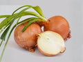 Sweet Spanish Colorado #6 Onion Seeds – 50 Large Yellow Storage Bulbs, Long-Day, Slicing & Cooking, Garden & Raised Bed Planting