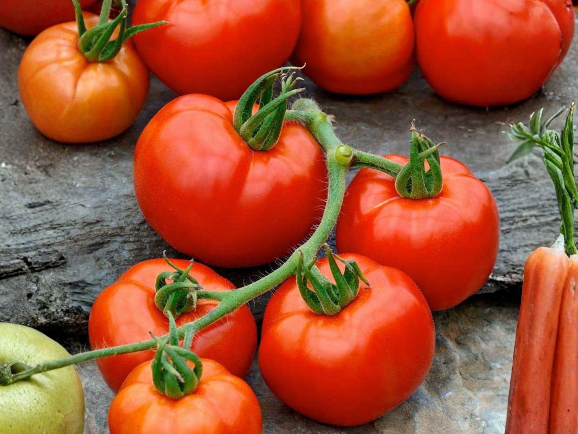 Rutgers Tomato Seeds – Heirloom Red Slicing Garden Variety – Organic, Heirloom, Classic Flavor, 30 Seeds