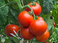 Super Sioux Tomato Seeds – Heirloom Red, Heat Tolerant, Indeterminate, 30 Seeds for Warm-Climate Gardens