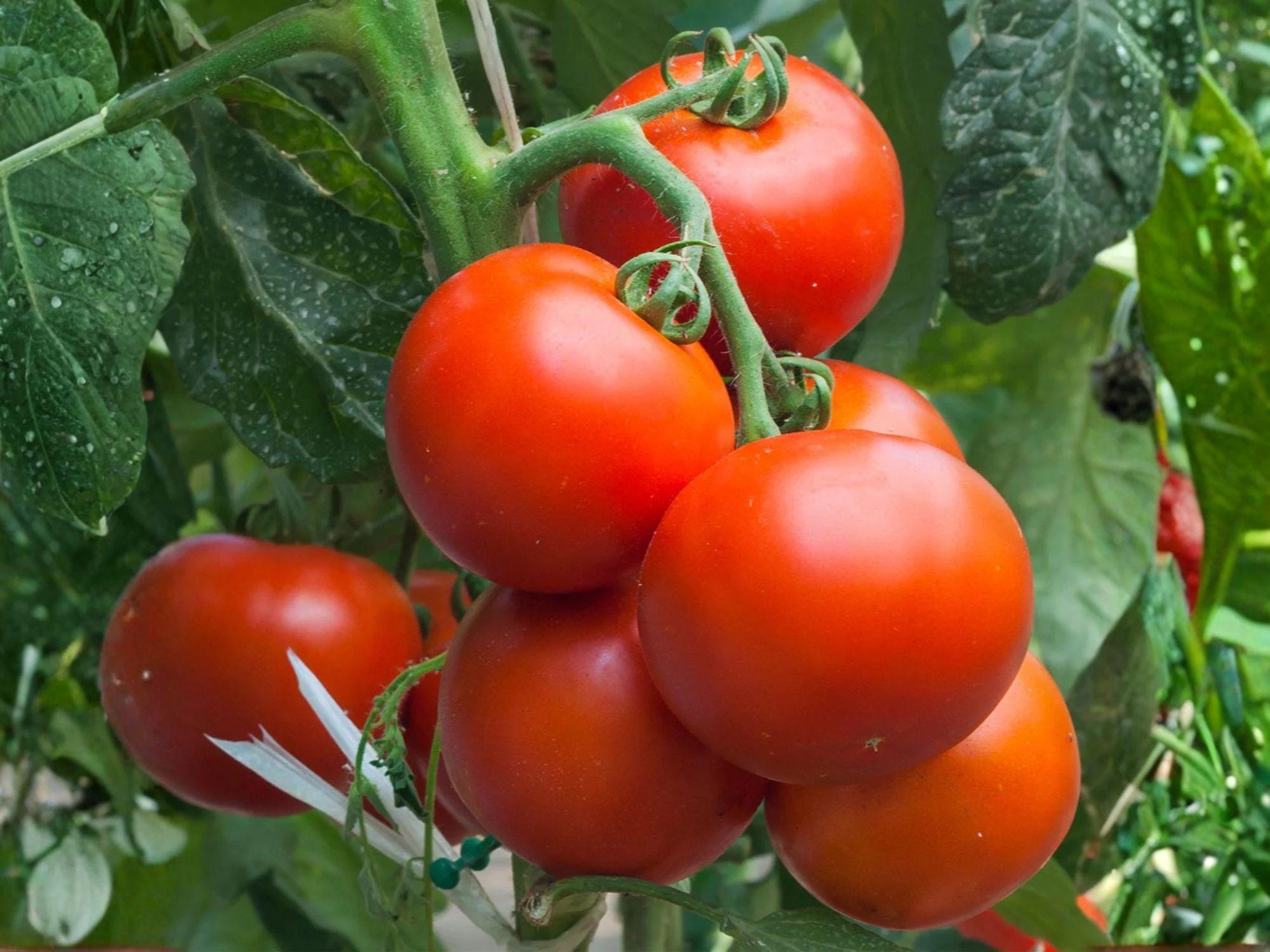 Super Sioux Tomato Seeds – Heirloom Red, Heat Tolerant, Indeterminate, 30 Seeds for Warm-Climate Gardens