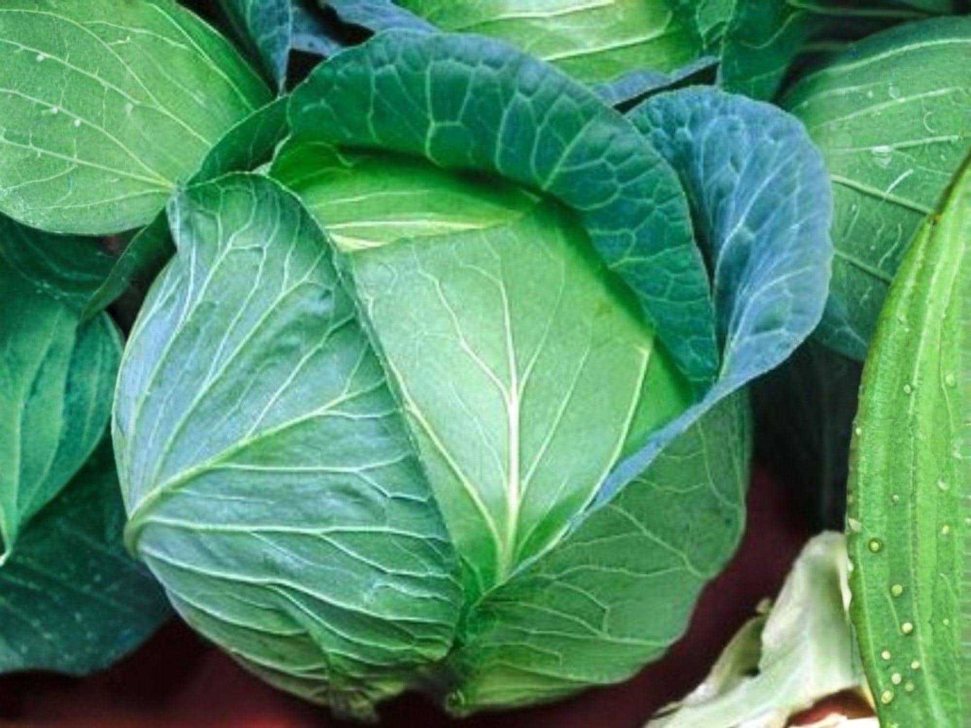 Danish Ballhead Cabbage Seeds – 500 Heirloom Vegetable Seeds for Cold Hardy Garden Crop, Dense Green Heads, Frost Tolerant