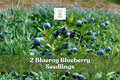 Blueberry Seedlings – 2 Blueray Vaccinium corymbosum Fruit Bushes for Garden, Berry Production, Full Sun