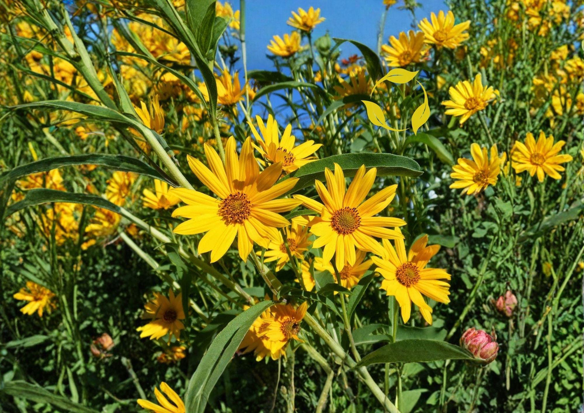 Maximilian Sunflower Seeds | Tall Native Perennial Helianthus maximiliani for Pollinator Gardens & Wildflower Meadows