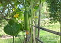 Carolina Pickling Cucumber F1 Hybrid Seeds – Early, Crisp, Pickling Variety for Vegetable Gardens & Containers