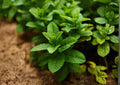 Spearmint Herb Seeds – 100 Heirloom Aromatic Mint Seeds for Culinary & Tea Gardens, Perennial, Green Leaves, Fragrant, Mint, Mentha spicata