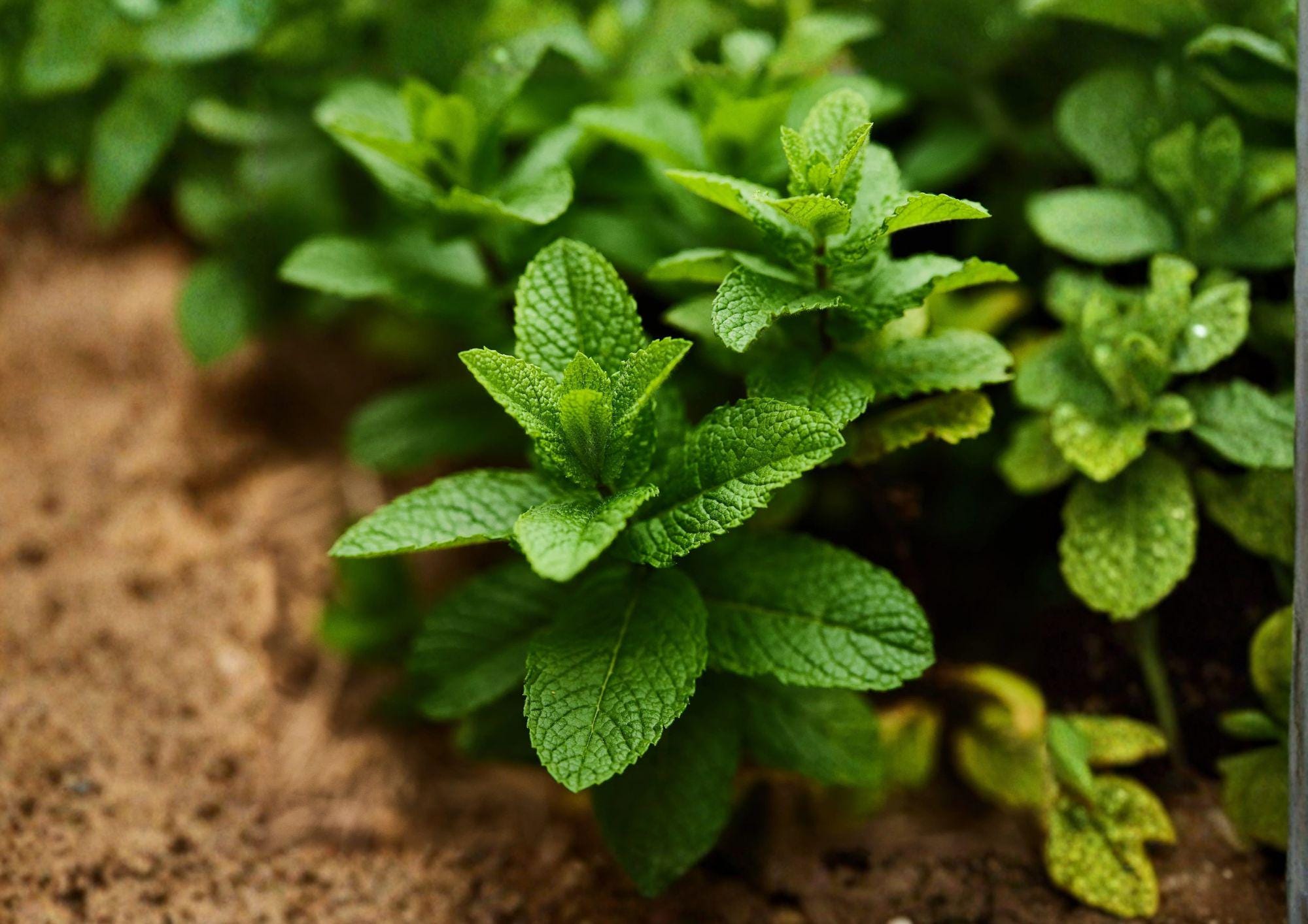 Spearmint Herb Seeds – 100 Heirloom Aromatic Mint Seeds for Culinary & Tea Gardens, Perennial, Green Leaves, Fragrant, Mint, Mentha spicata