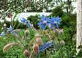 Heirloom Borage Seeds – Edible Blue Star Flowers, Pollinator Friendly Herb, Annual Plant for Gardens & Edible Uses