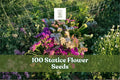 Statice Flower Seeds – Mixed Colors for Cut Flowers & Dried Arrangements – Limonium spp. Annuals, 100 Seeds