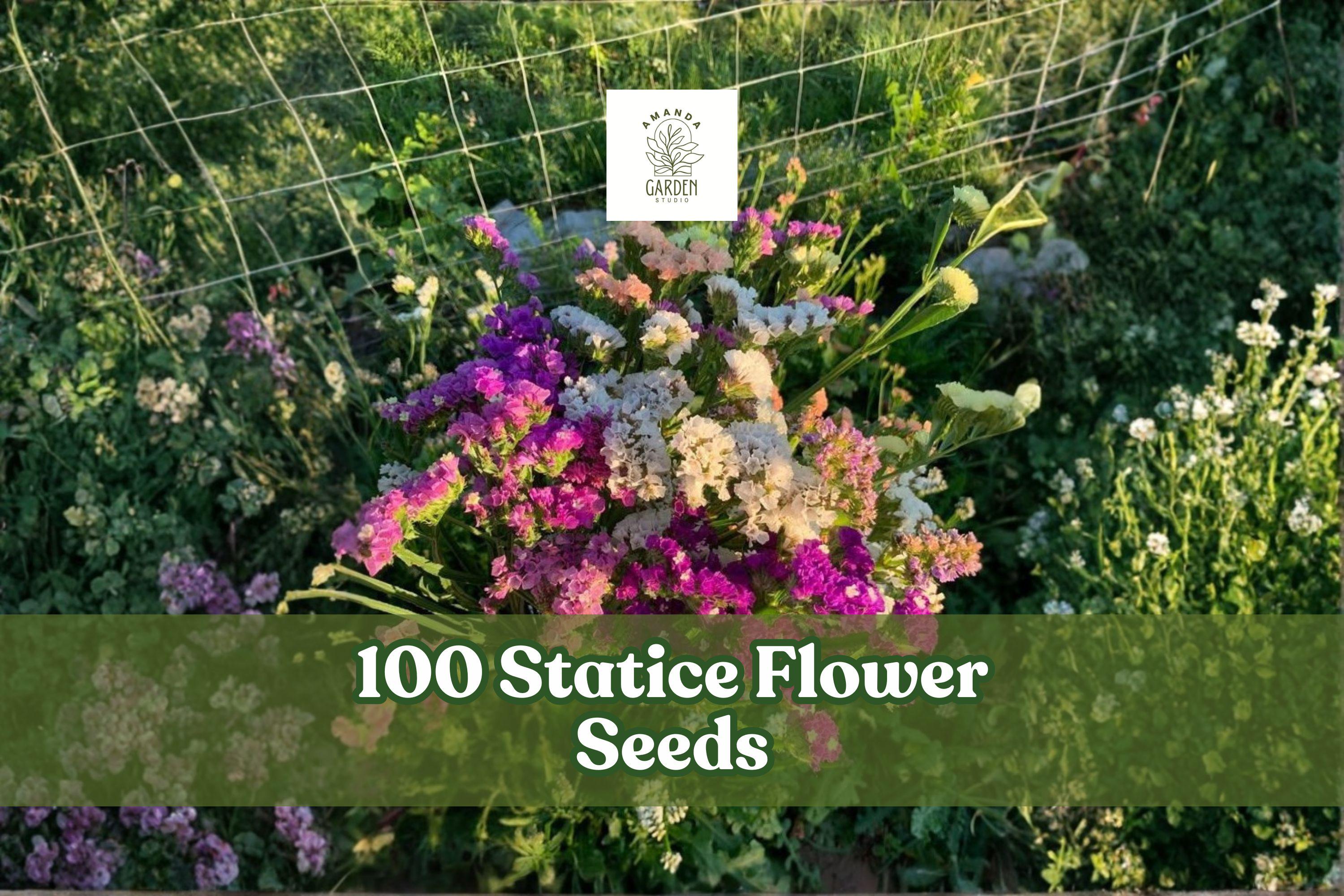 Statice Flower Seeds – Mixed Colors for Cut Flowers & Dried Arrangements – Limonium spp. Annuals, 100 Seeds