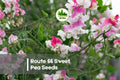 Route 66 Sweet Pea Seeds – Pink Fragrant Climbing Flower Vine, Lathyrus odoratus, Cottage Garden, Cut Flowers