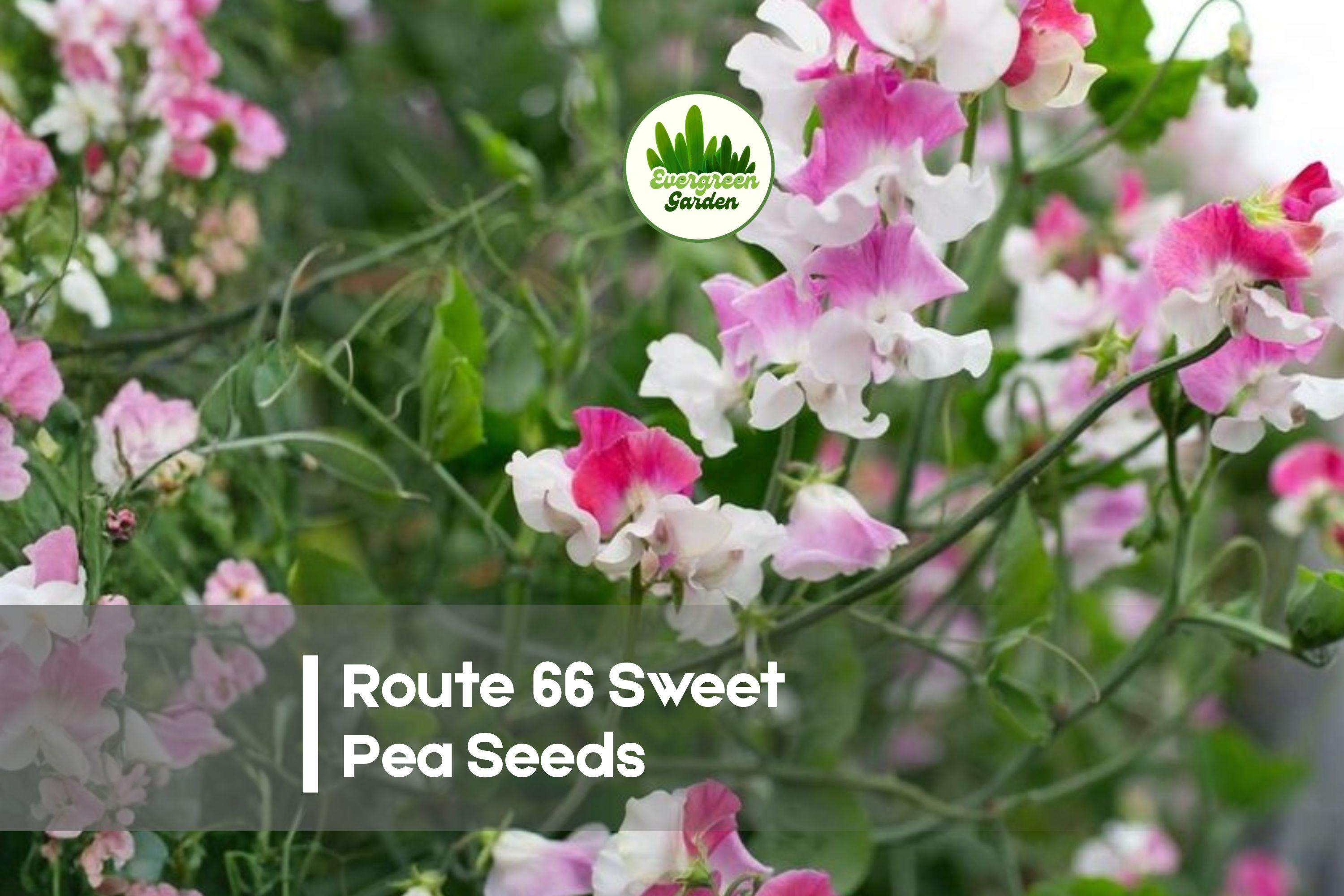 Route 66 Sweet Pea Seeds – Pink Fragrant Climbing Flower Vine, Lathyrus odoratus, Cottage Garden, Cut Flowers