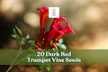 Dark Red Trumpet Vine Seeds – Climbing Flowering Vine for Trellis & Fences – Campsis radicans Pollinator Plant