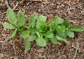 Large Leaf Sorrel Herb Seeds – 100 Heirloom Perennial, Broad Green Leaves, Lemon Flavor, Garden & Container Growing, Rumex acetosa