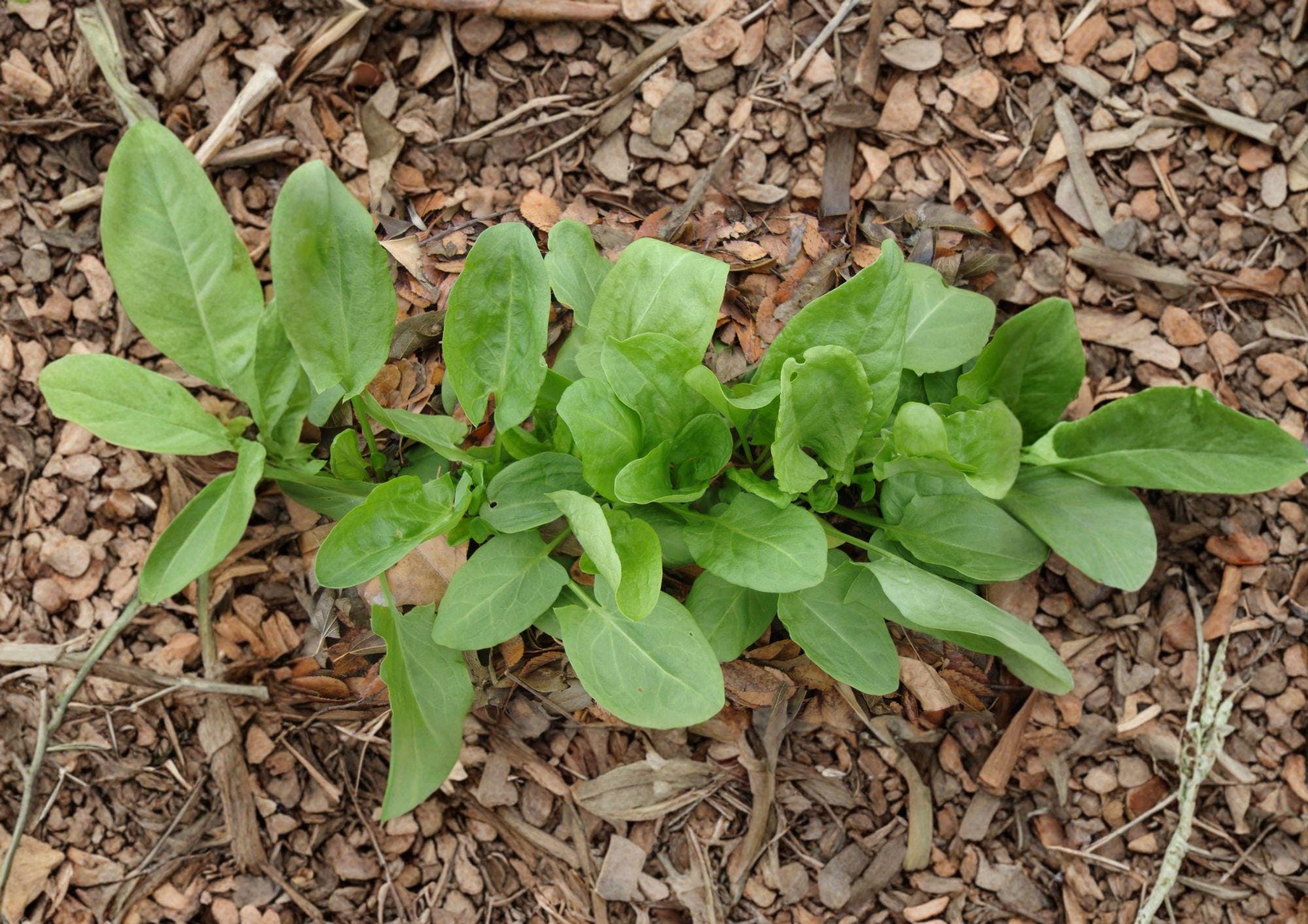 Large Leaf Sorrel Herb Seeds – 100 Heirloom Perennial, Broad Green Leaves, Lemon Flavor, Garden & Container Growing, Rumex acetosa