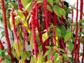 Love Lies Bleeding Seeds – Heirloom Amaranthus caudatus Ornamental Tassel Flower, 100 Seeds