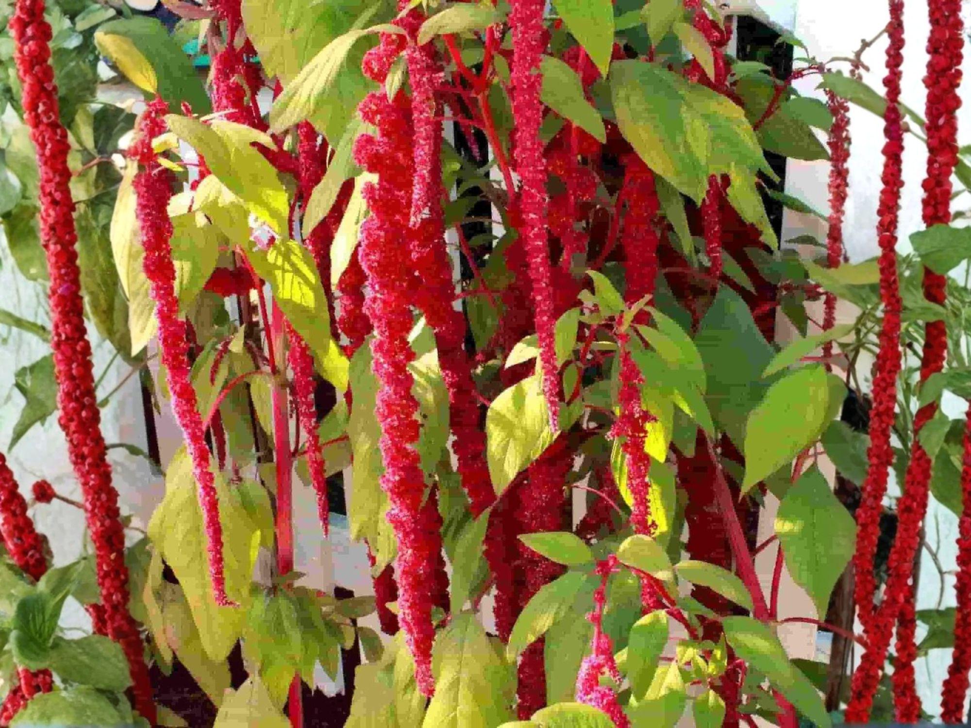 Love Lies Bleeding Seeds – Heirloom Amaranthus caudatus Ornamental Tassel Flower, 100 Seeds