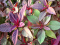 Red Garnet Amaranth Seeds – Heirloom Non-GMO Edible Greens, Ornamental Foliage, Amaranthus tricolor, Garden, Vegetable, Edible Landscaping