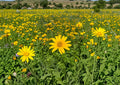 Heliopsis Helianthoides Seeds – 100 Perennial Yellow Daisy Flower Seeds for Garden, Border, Wildflower, Pollinator-Friendly Landscape