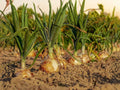Walla Walla Long Onion Seeds – Allium cepa Vegetable for Garden Beds, 50 Seeds
