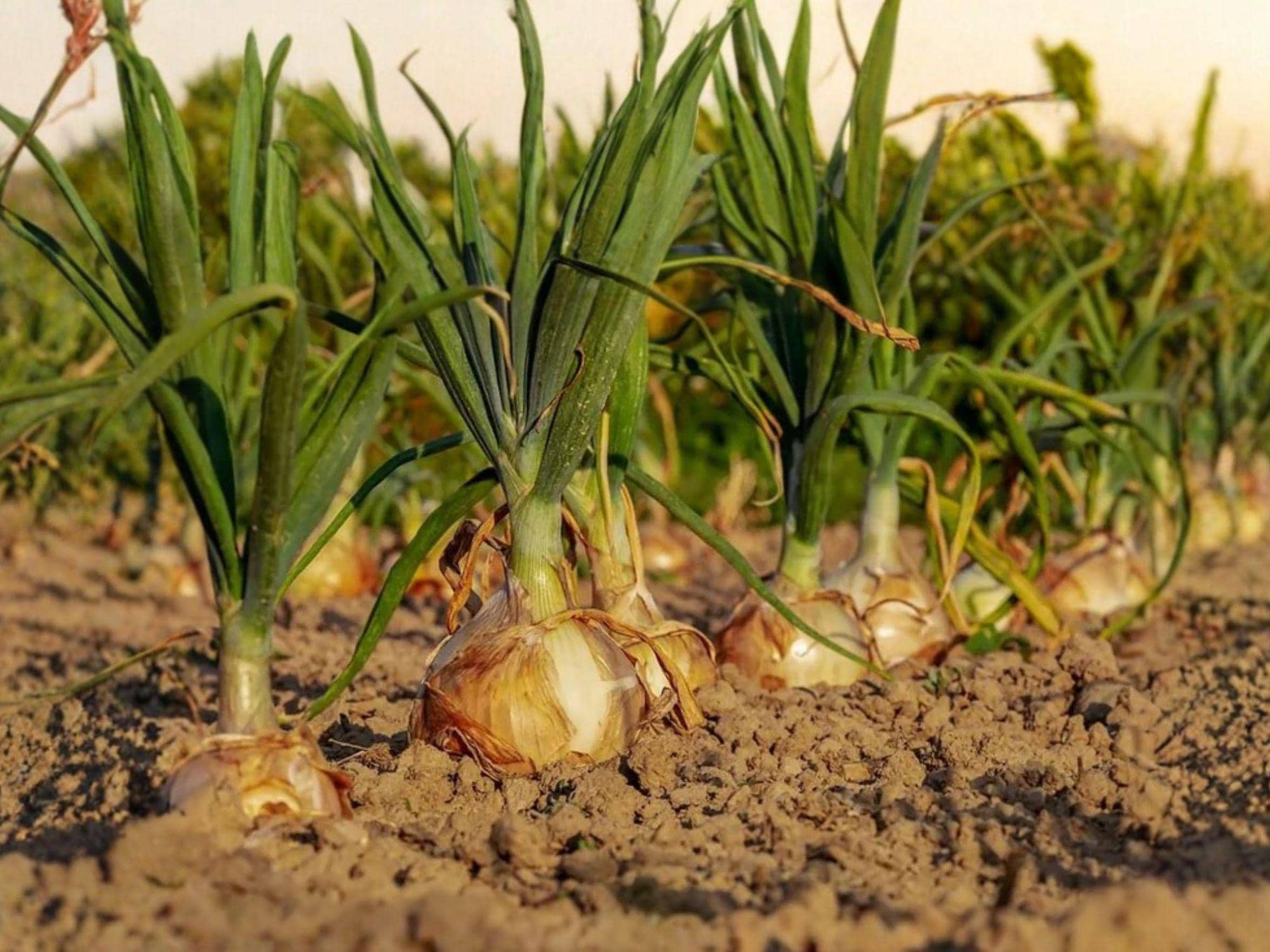 Walla Walla Long Onion Seeds – Allium cepa Vegetable for Garden Beds, 50 Seeds