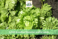 Heirloom Broadleaf Batavian Endive Seeds – Cool-Season Leafy Green for Garden Beds & Containers, Cichorium endivia, 1,000 Seeds