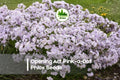 Pink-a-Dot Phlox Seeds, Perennial Flower Seeds for Borders & Pollinator Gardens, Phlox paniculata