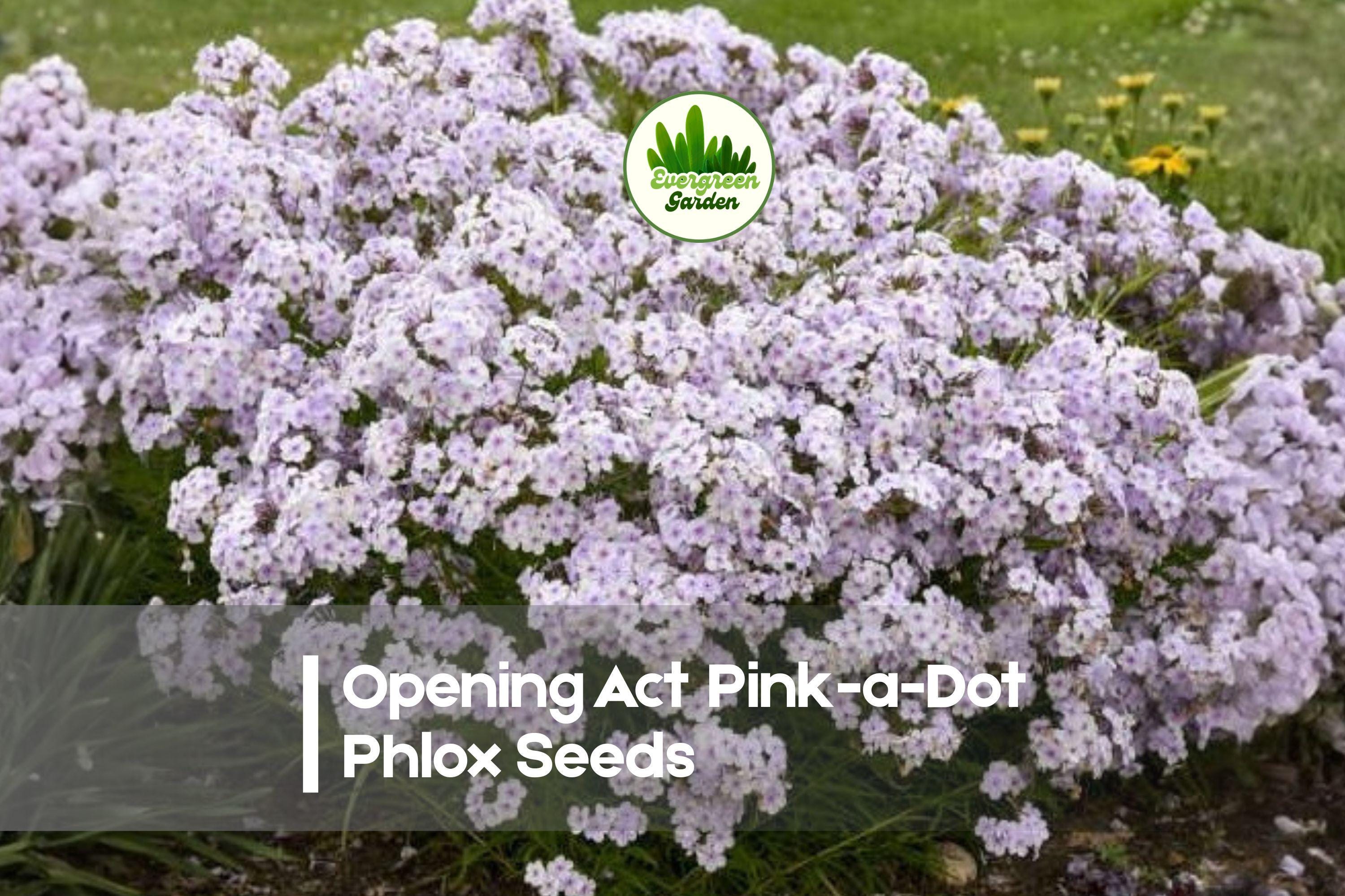 Pink-a-Dot Phlox Seeds, Perennial Flower Seeds for Borders & Pollinator Gardens, Phlox paniculata
