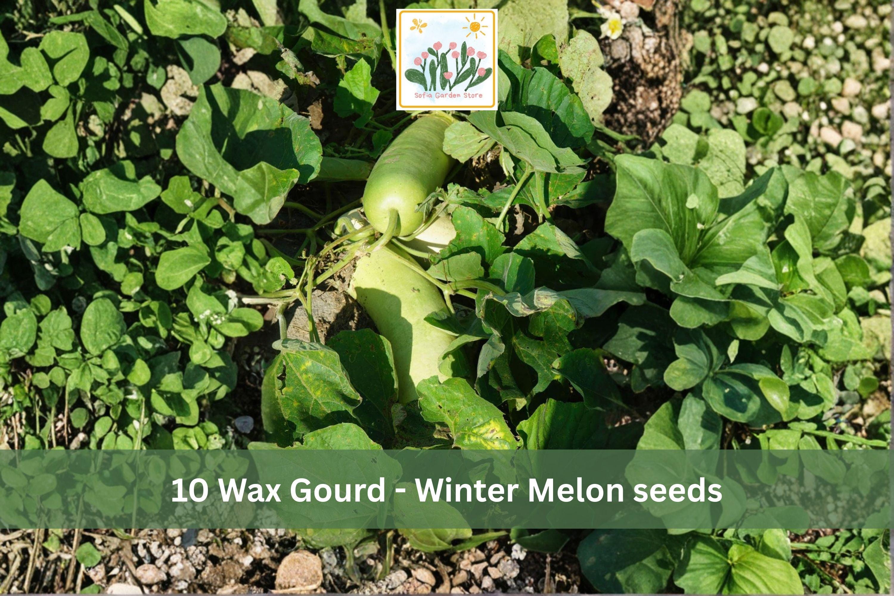 Wax Gourd Seeds – 10 Benincasa hispida Winter Melon Vining Vegetable Seeds for Garden, Trellis, Full Sun