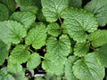 Heirloom Lemon Balm Seeds – Fragrant Melissa officinalis Herb Garden, Non-GMO, Open-Pollinated, Culinary and Medicinal Plant Seeds