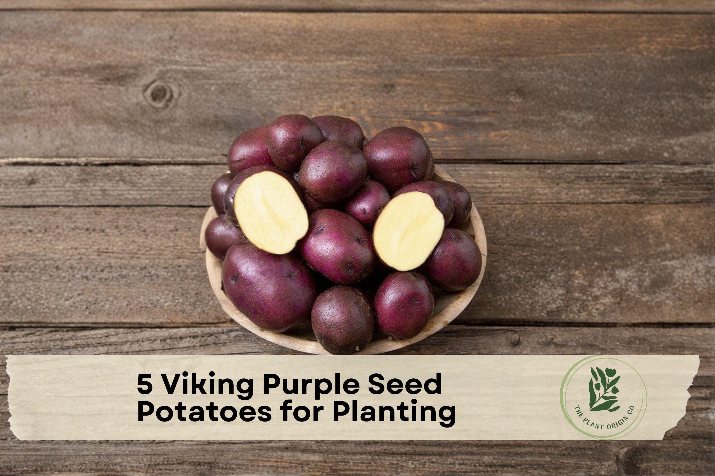 Viking Purple Seed Potatoes for Planting – 5 Pounds, Vegetable Tuber Crop, Vibrant Purple Skin, Solanum tuberosum