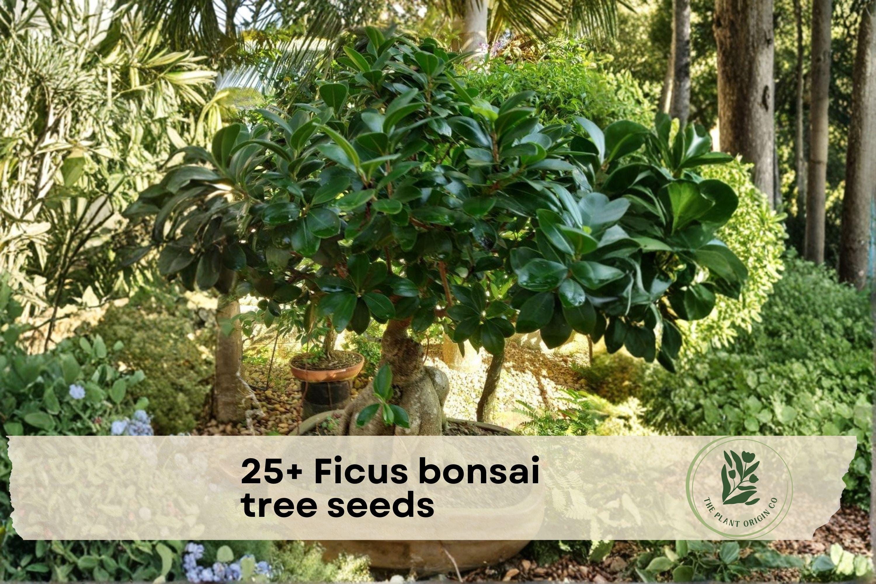 Ficus Bonsai Tree Seeds – 25+ Pack for Indoor Container Gardening, Ornamental Foliage, Easy to Grow, Ficus spp.
