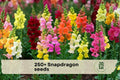 250+ Snapdragon Seeds - Antirrhinum majus, Colorful Flowering Annual for Garden Beds, Borders & Containers