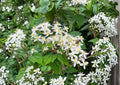 Clematis Virginiana Seeds – 50 Native Climbing Vine, Fragrant White Blooms, Pollinator Friendly, Garden Trellis, Fences, Naturalized Landscape