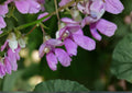 Wild Kidney Bean Vine Seeds – Native Climbing Perennial Plant, Pollinator-Friendly, 5 Seeds, Grow Phaseolus Polystachios