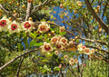 Sweet Everlasting Seeds – White Blooms, Silvery Foliage, Wildflower Garden, Pseudognaphalium, Pollinator-Friendly, Dried Flowers