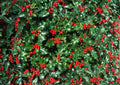 English Holly Seeds – 10 Ilex Aquifolium Evergreen Red Berry Plant Seeds for Hedges, Landscape, Winter Interest