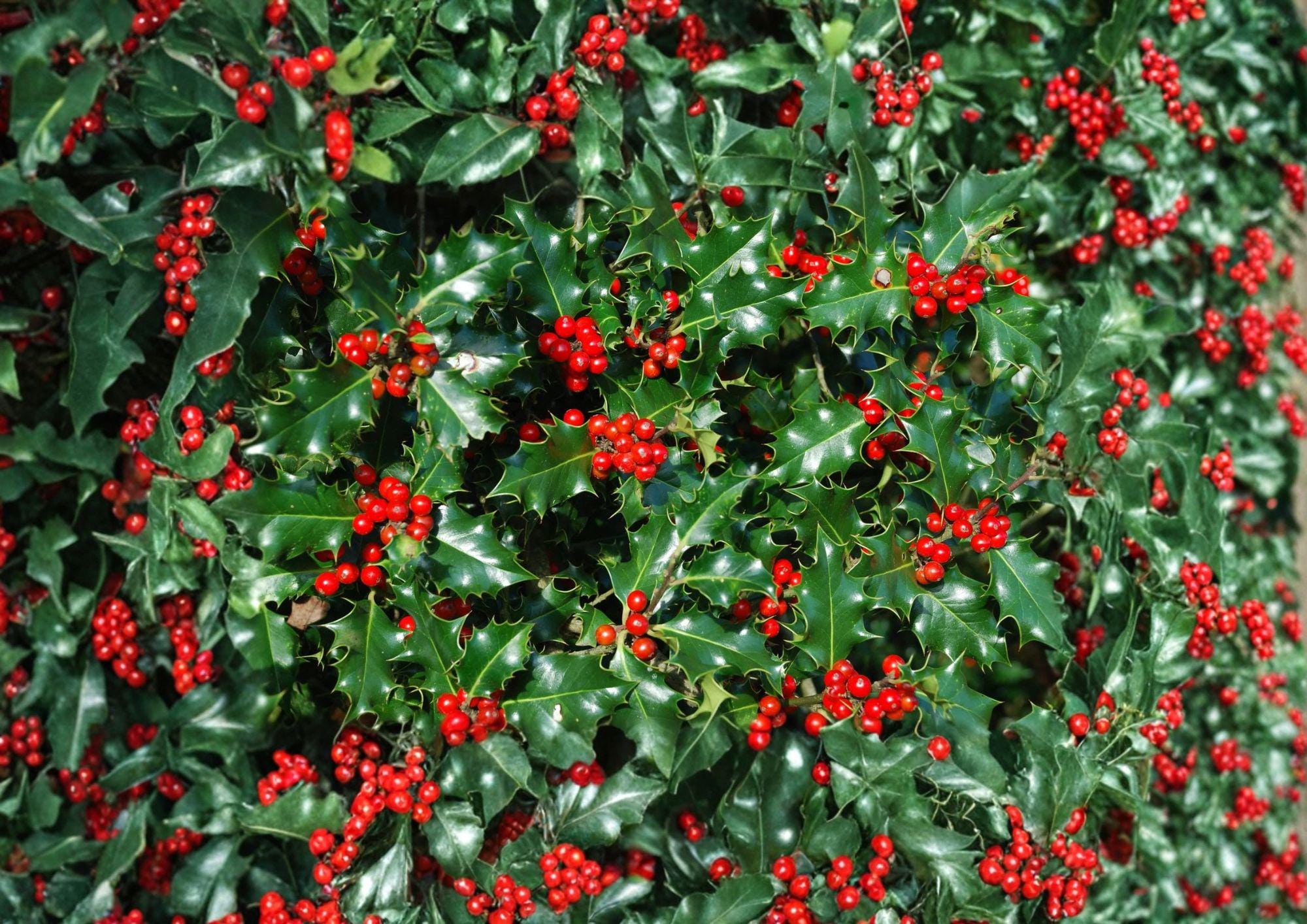English Holly Seeds – 10 Ilex Aquifolium Evergreen Red Berry Plant Seeds for Hedges, Landscape, Winter Interest