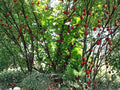 Nanking Cherry Seeds | Prunus tomentosa Fruit Shrub for Garden & Landscape | 10 Seeds