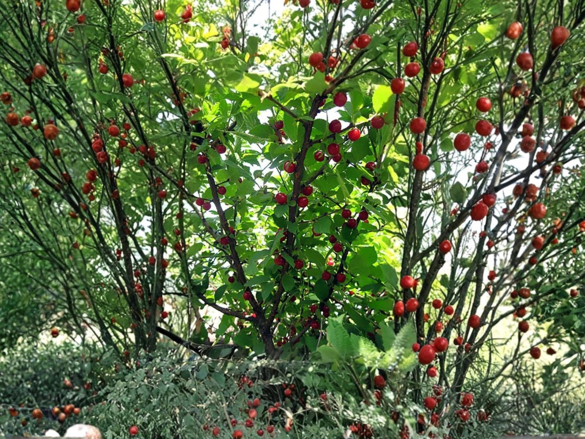 Nanking Cherry Seeds | Prunus tomentosa Fruit Shrub for Garden & Landscape | 10 Seeds