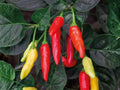 Ms. Junie Hot Pepper Seeds – 50 Heirloom Chili Seeds for Spicy Red Garden Vegetables, Hot Sauce & Salsa, Capsicum annuum