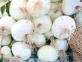 Walla Walla Sweet Onion Seeds – Heirloom Large Mild Yellow Garden Vegetable, Long-Day Bulb, 50 Count