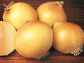 Utah Yellow Sweet Spanish Onion Seeds – Heirloom Long-Day Vegetable Garden Bulbs for Large, Mild, and Flavorful Onions