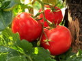 Legend Heirloom Tomato Seeds – 30 Slicing Red, Disease Resistant, Early Harvest, Garden Plants, Heirloom Tomato, Vegetable Seeds