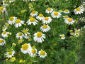 German Chamomile Seeds – Heirloom Non-GMO Herb for Tea & Garden Planting – Matricaria recutita