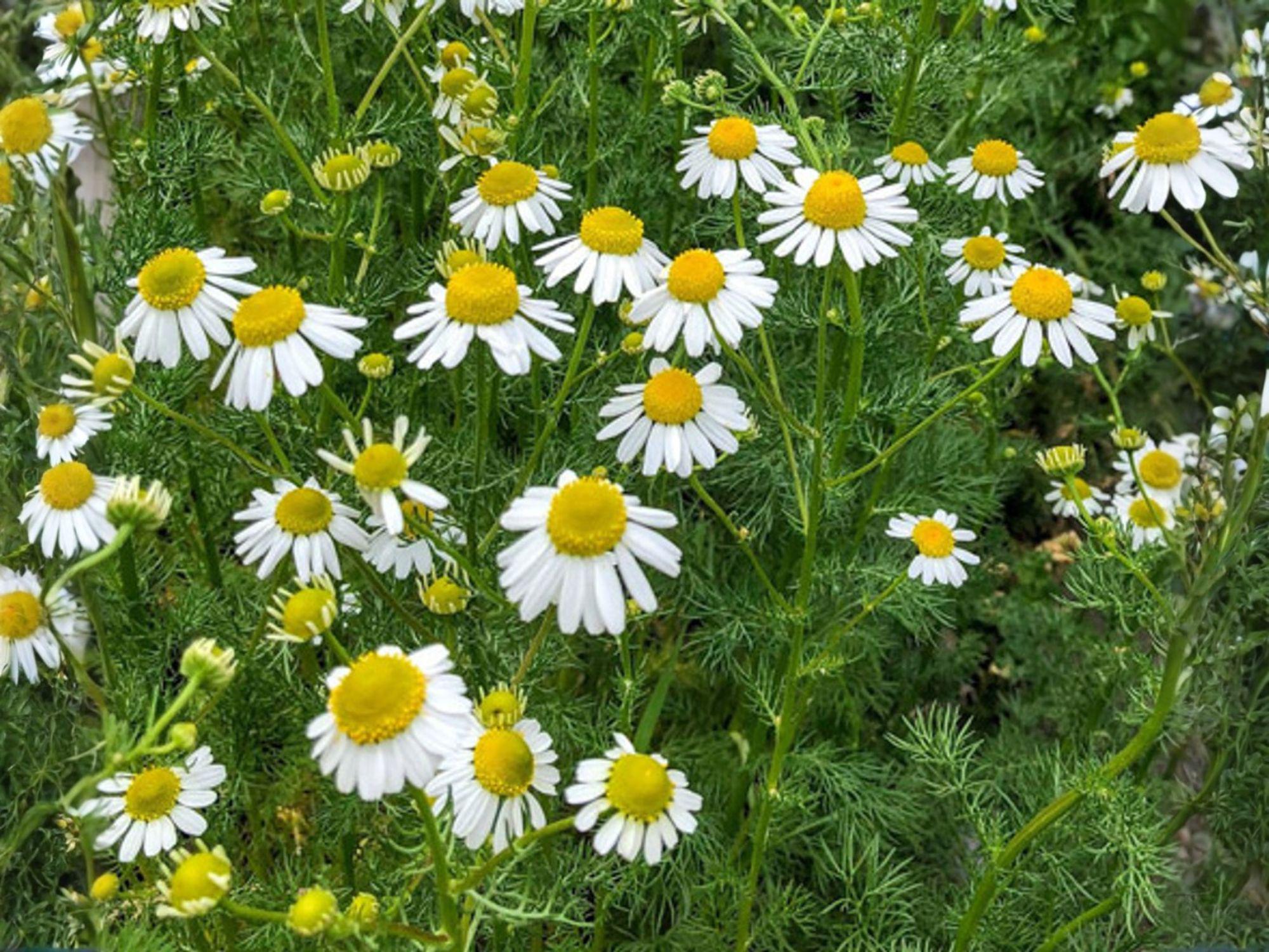 German Chamomile Seeds – Heirloom Non-GMO Herb for Tea & Garden Planting – Matricaria recutita